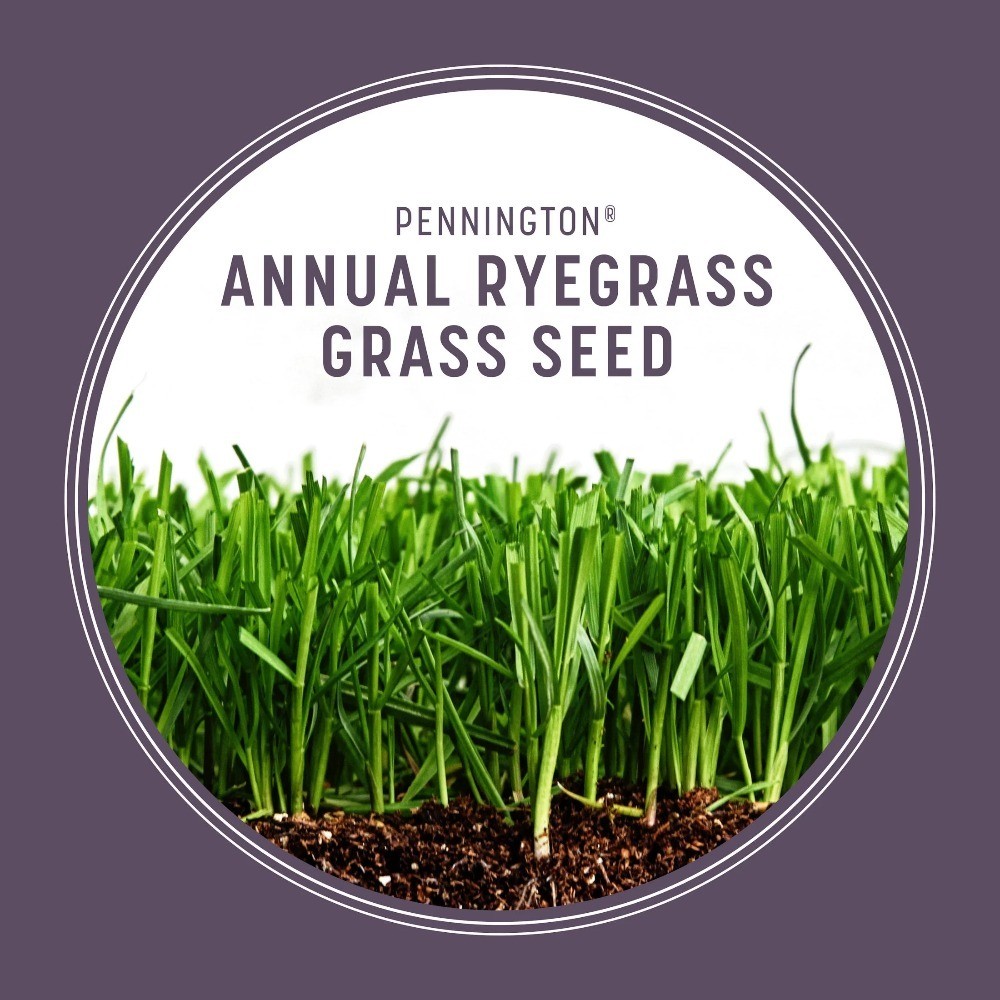 Annual Ryegrass Seed Sun Partial Shade Lawn Turf Fast Growing 20 lb Bag