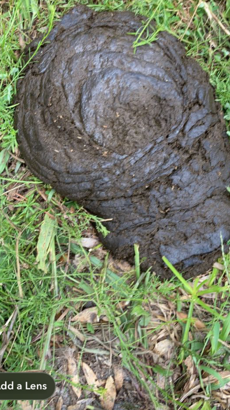 cow manure – 20lb – organic fertilizer- compost -fresh from cow pasture