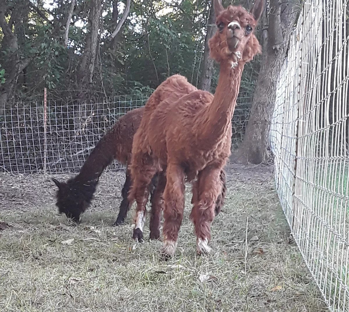 Alpaca Magic Beans Organic Fertilizer Manure Soil Amendment poop # 2lbs