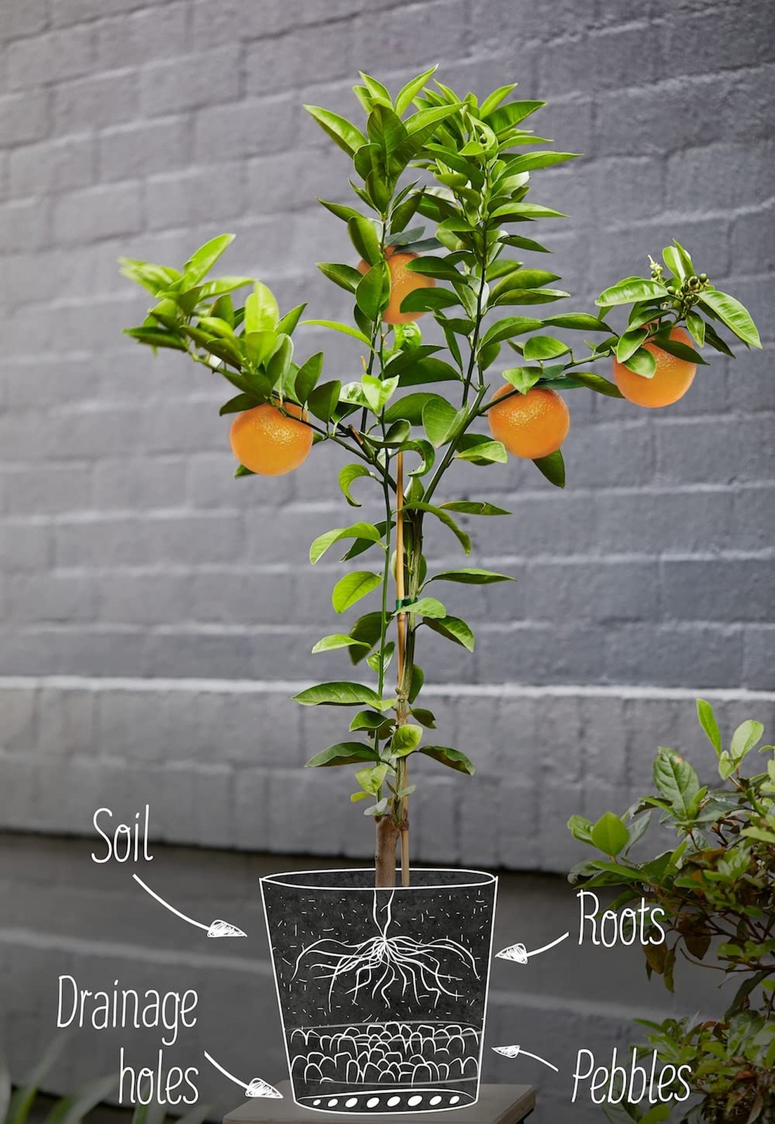 GARDENERA Citrus Tree Potting Soil Mix, Special Blend for Indoor Oranges, Lem…