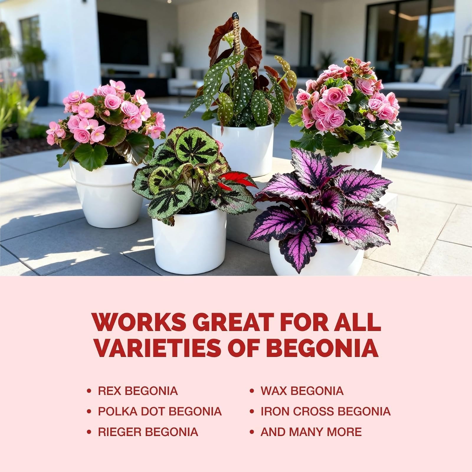 Begonia Fertilizer – Liquid Plant Food for More Blooms, Vibrant Color & Healthy