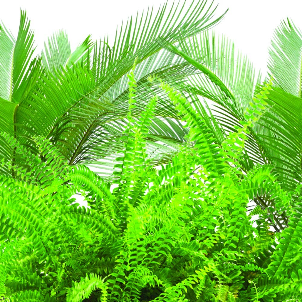 Jobe’s Plant Food Fertilizer Spikes, Easy Plant Care for All Ferns and Palm P…