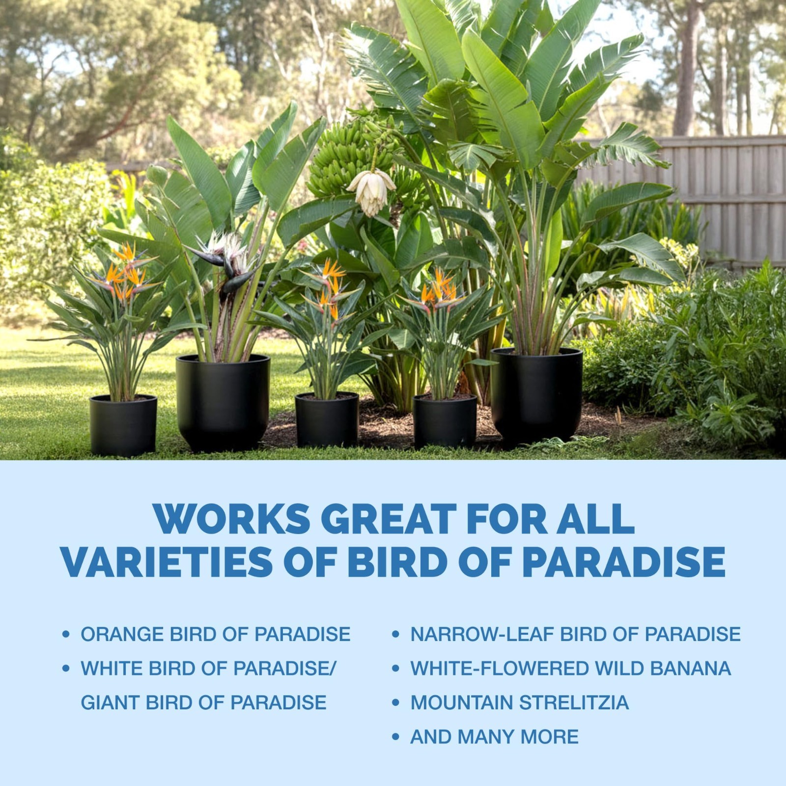 Liquid Plant Food for Bird of Paradise – Fertilizer for Bigger Leaves & Strong R