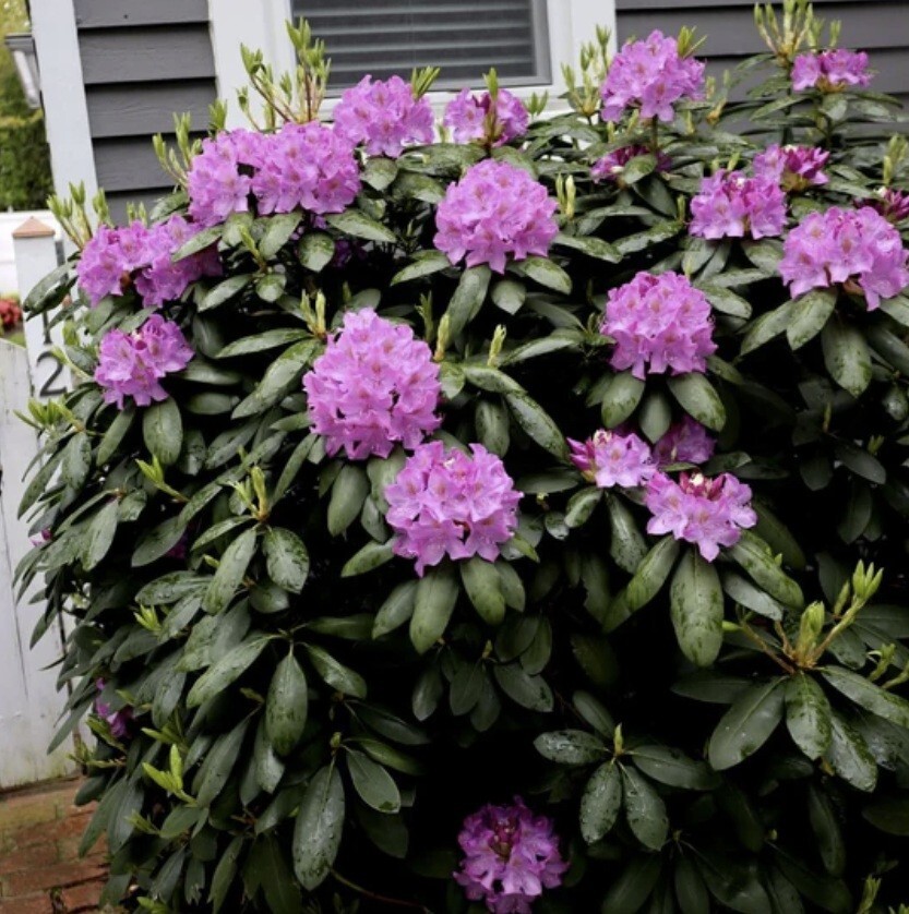 Kellogg Gardner Bloome 8642 4 Lb Organic Rhododendron Azalea Camellia Fertilizer