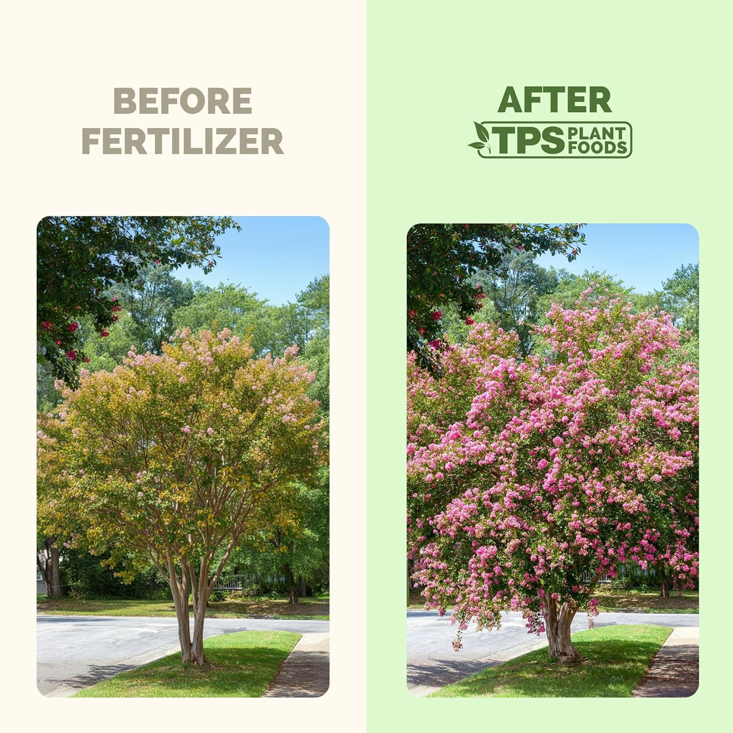 Crepe Myrtle Fertilizer – Liquid Plant Food for More Blooms, Vibrant Color Healt