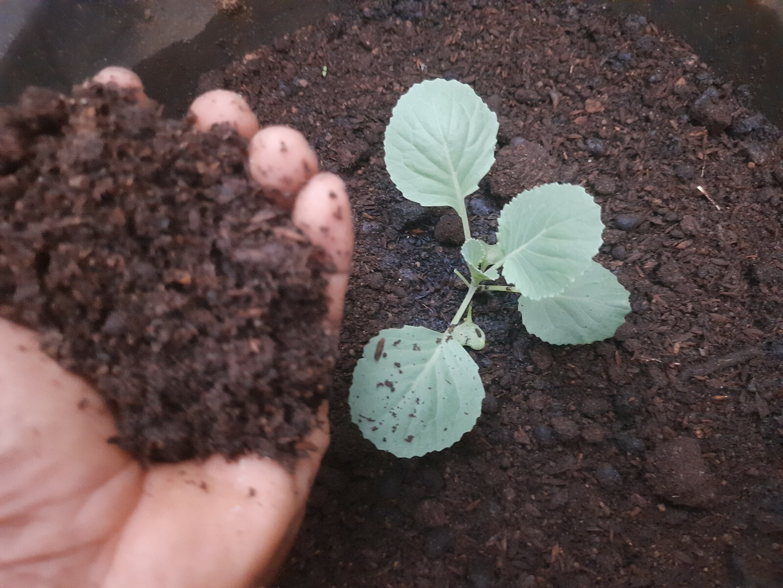 Compost Organic Dried mixing fertilizer Cow Dung,chicken Manure,Goat Dung Ceylon