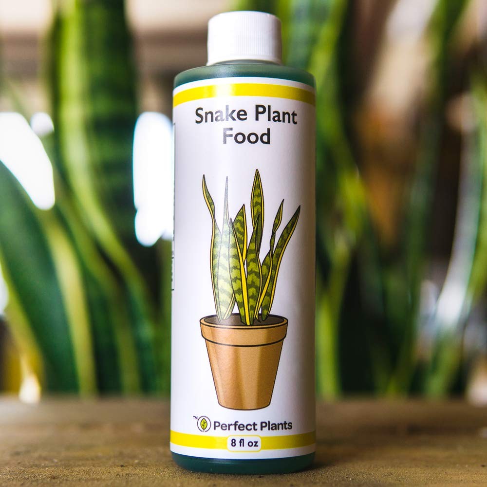 Liquid Snake Plant Fertilizer 8oz. of Premium Concentrated Sansevieria Food Use
