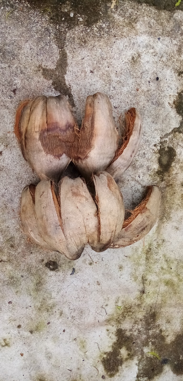 COCONUT HUSK Organic for Growing plants 100% Srilankan Organic Products