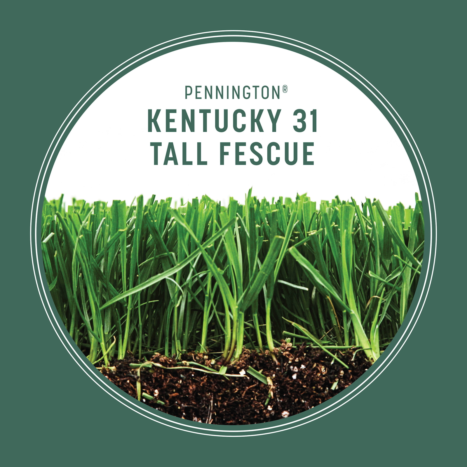 31 Tall Fescue Grass Seed for Sun to Partial Shade 20 lb Covers 4,000 sq. ft.