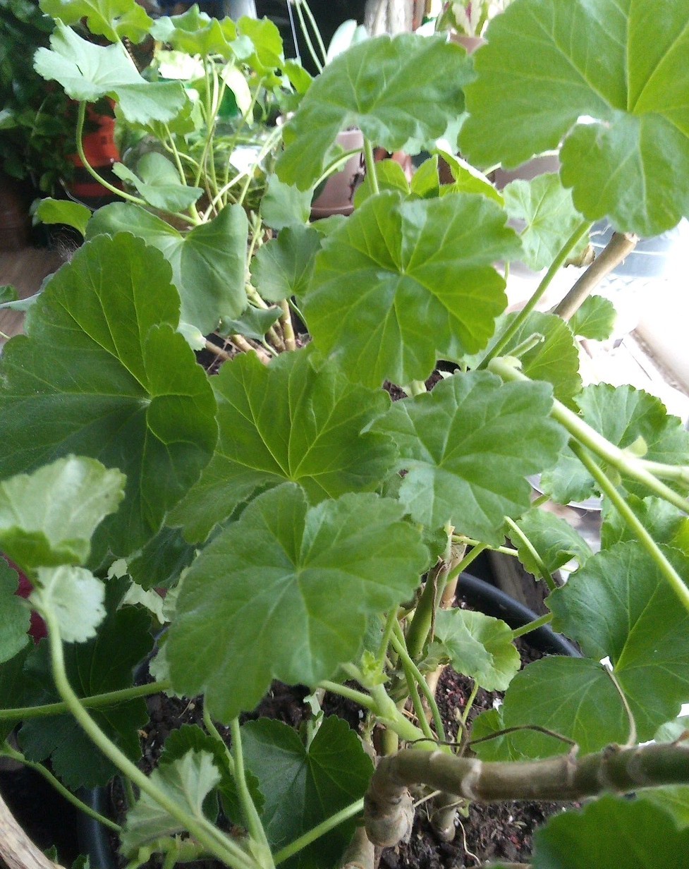 PLANT HEALTH, THRIVE, & FLOURISHING POWDER BOOST