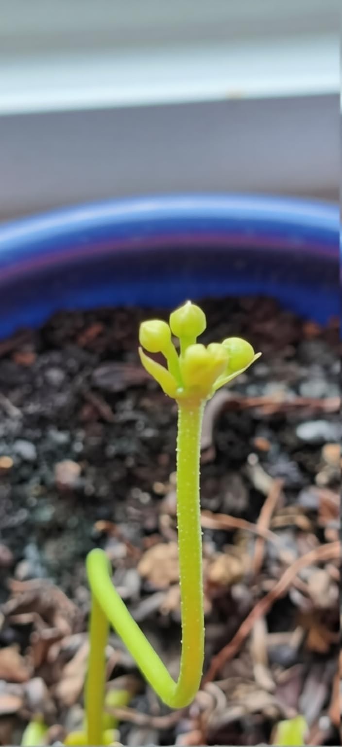 8 oz Gentle Fertilizer for Carnivorous Plants – Promotes Healthy Traps & Growth