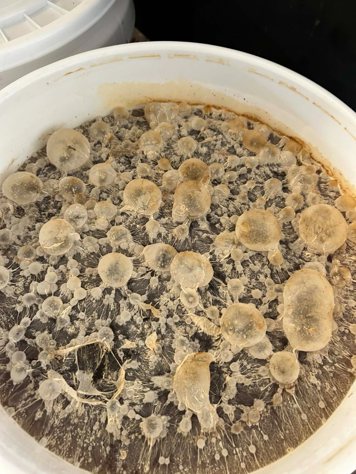 Fermented Farms Probiotic Concentrated Live Microbes, 16oz Makes 32 Gallons!