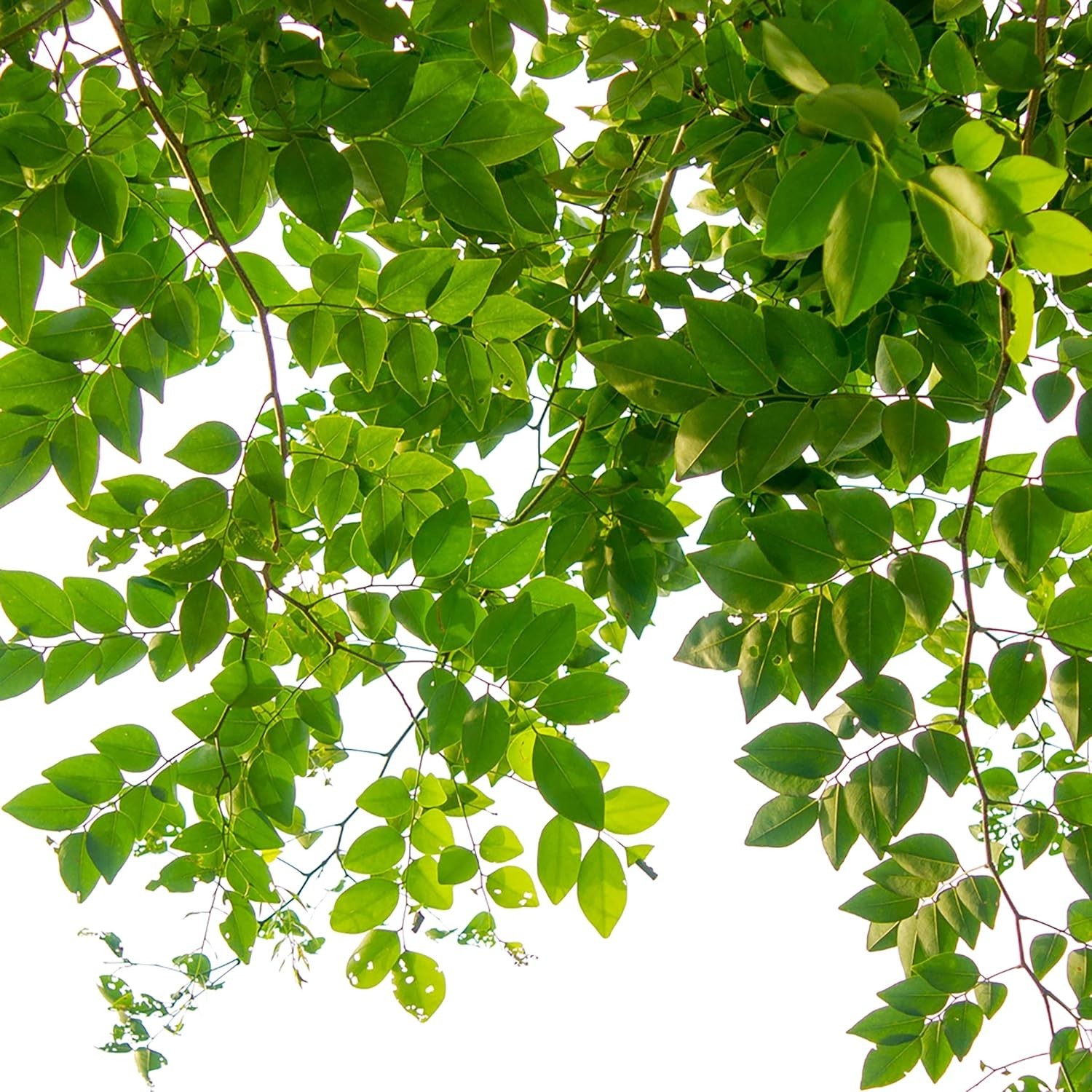 Jobe’s Slow Release Tree and Shrub Fertilizer Spikes, Easy Plant Care for Oak…