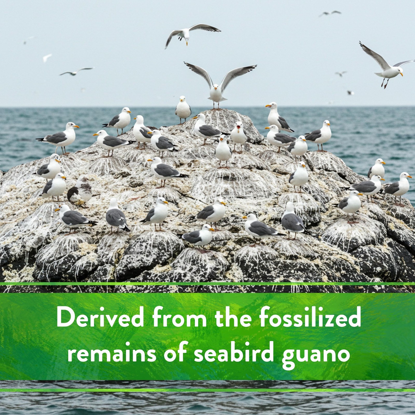 Organic Kelp Meal – Plant Food with Seaweed (Ascophyllum nodosum), Potassium …