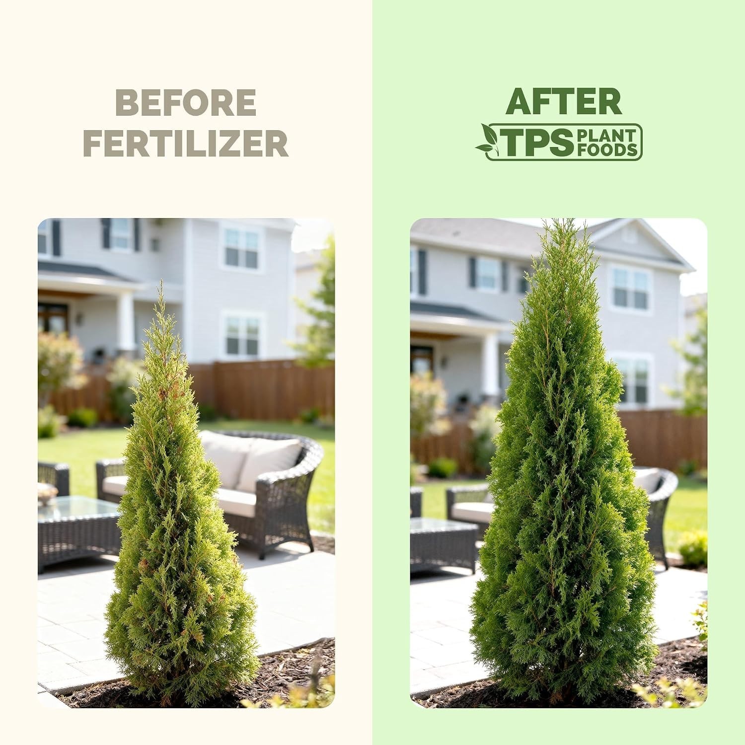 32 oz Arborvitae Tree Fertilizer – Fast-Absorbing Liquid Plant Food for Healt…
