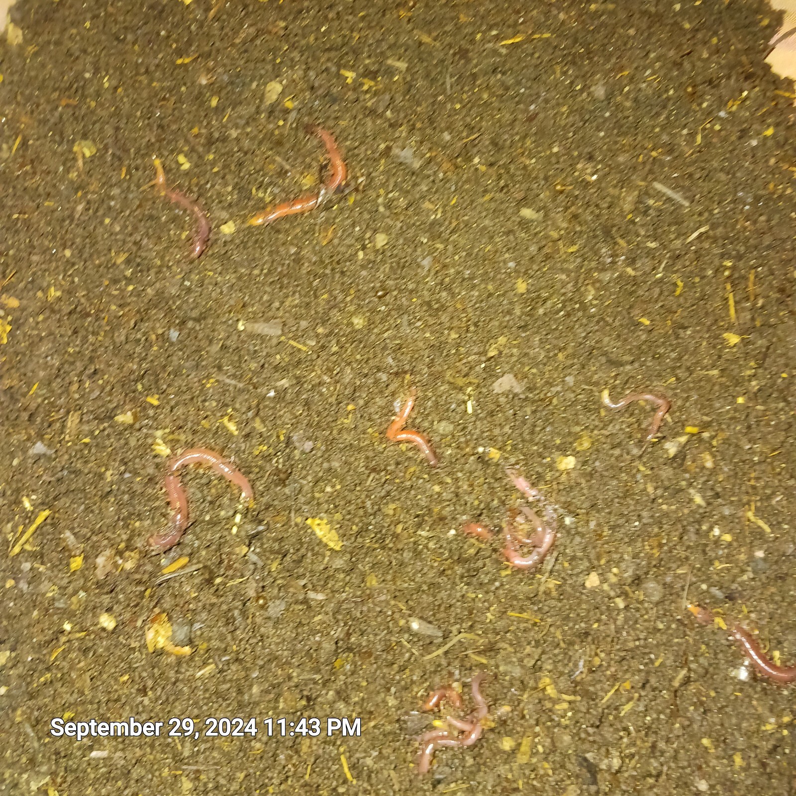 2+ Lbs Freshly Sifted Redwiggler Worm Castings With Cacoons + Baby’s
