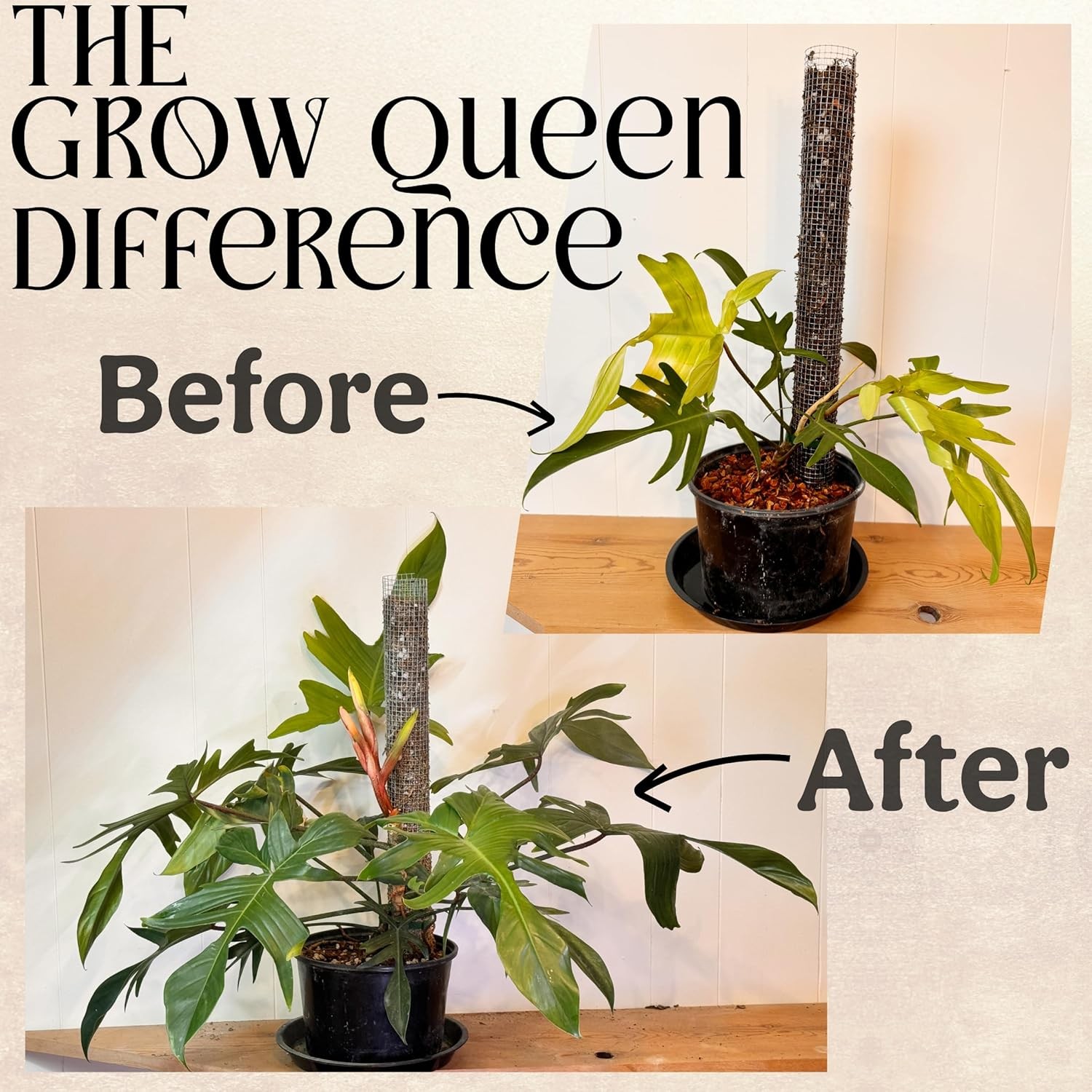 All-in-One Complete Organic Plant Food Indoor Fertilizer for Houseplants