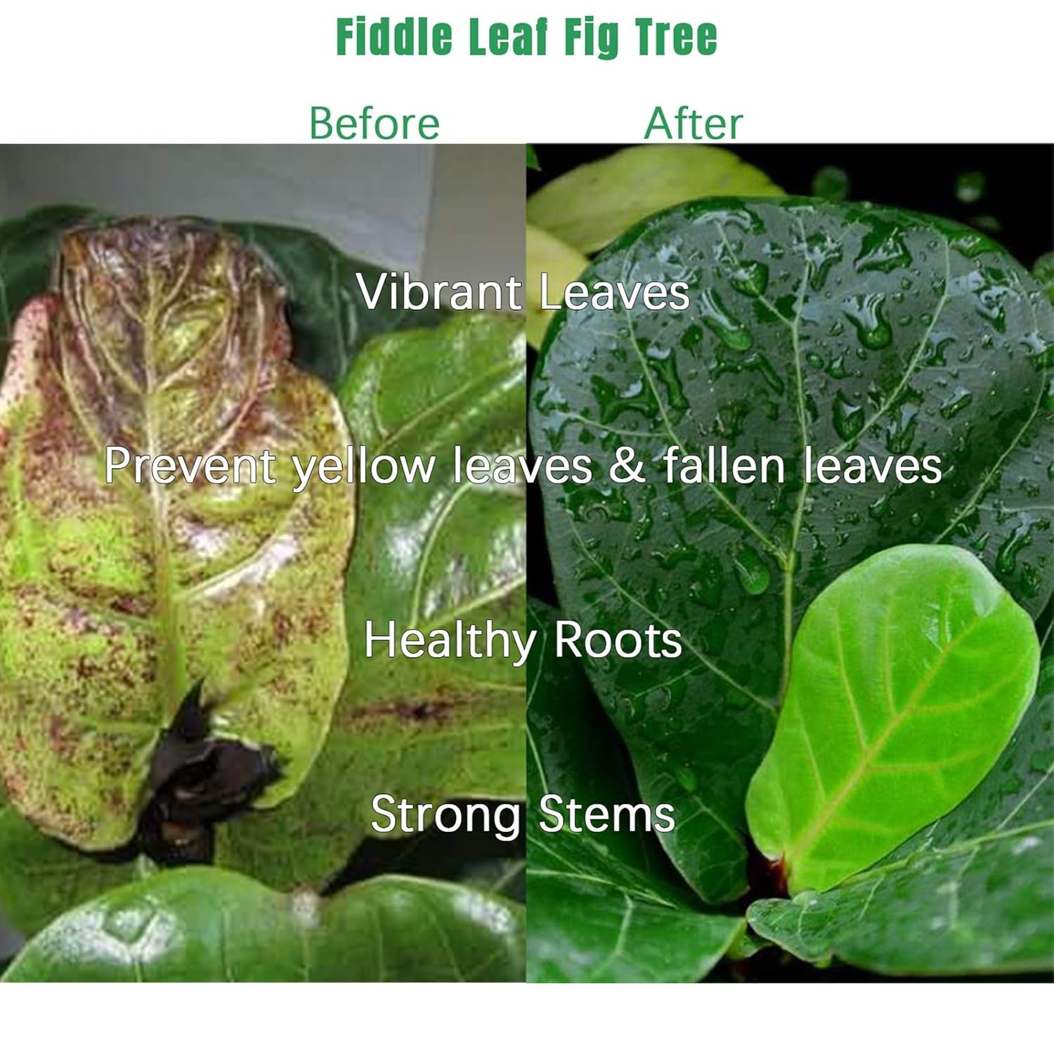 Fiddle Leaf Fig Care: Nutrition Booster with 7 Micronutrients, 21 oz Size