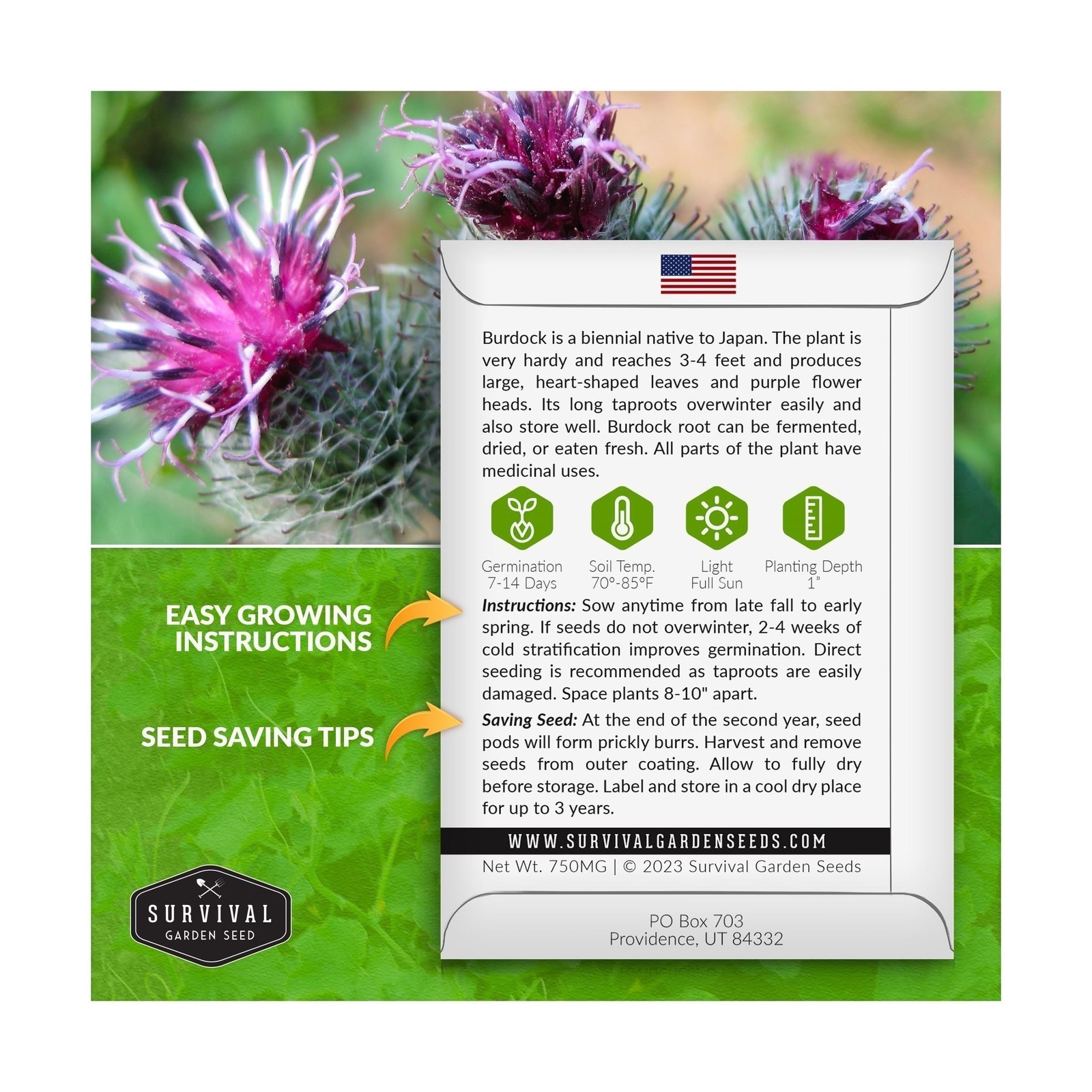 Survival Garden Seeds Burdock Seeds for Planting – 1 Packet with Instructi