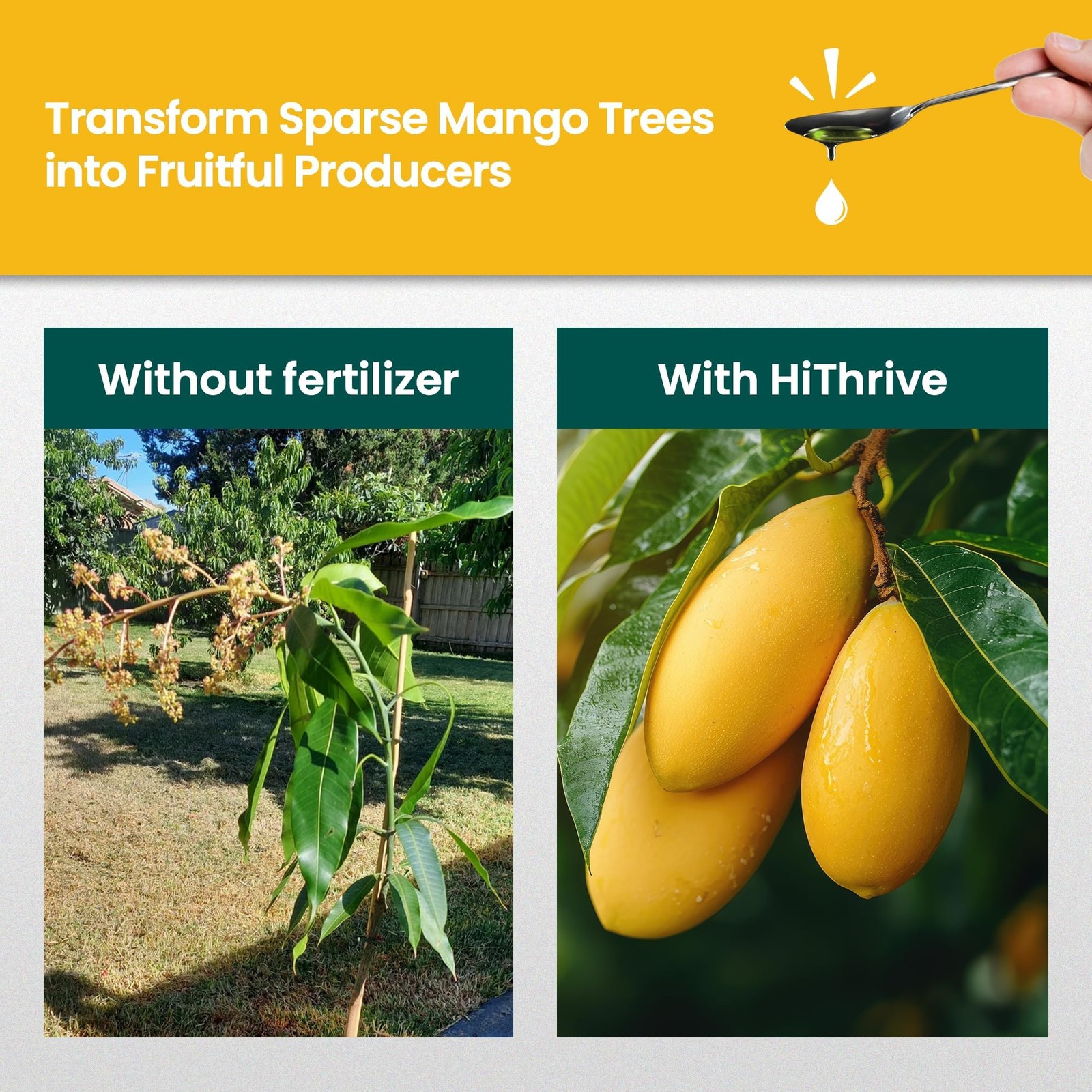 32oz Mango Fruit Tree Fertilizer – Makes 32 Gallons of Mango Tree Fertilizer …