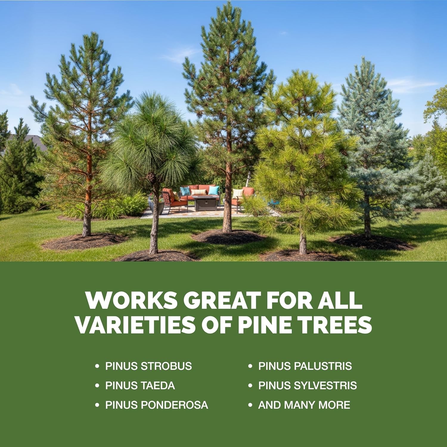 Pine Tree Fertilizer Leyland Cypress & Evergreen Tree Care Pushes Rapid Root