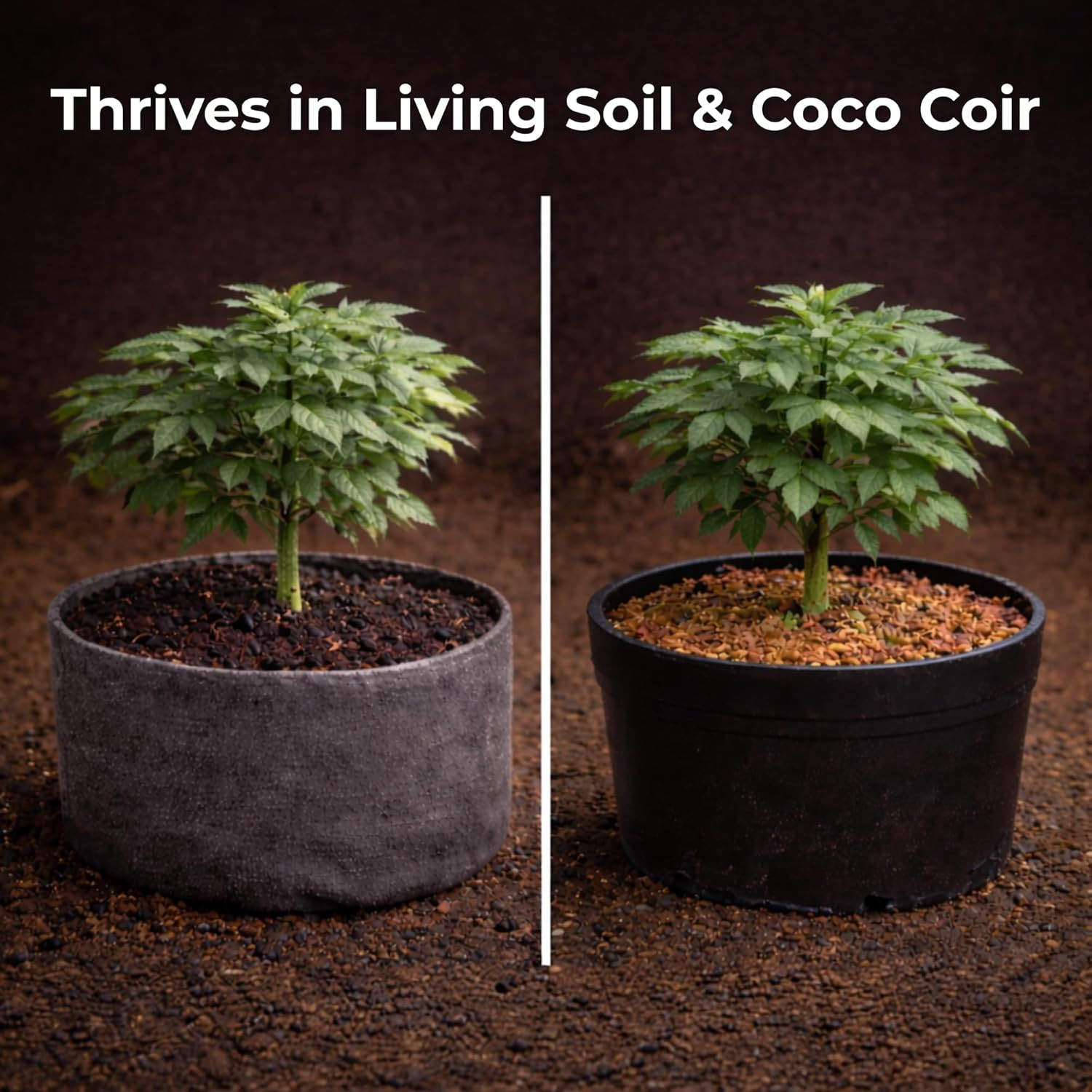 Recharge 2 Oz – Explosive Root Growth with Mycorrhizae for Living Soil & Coco Co