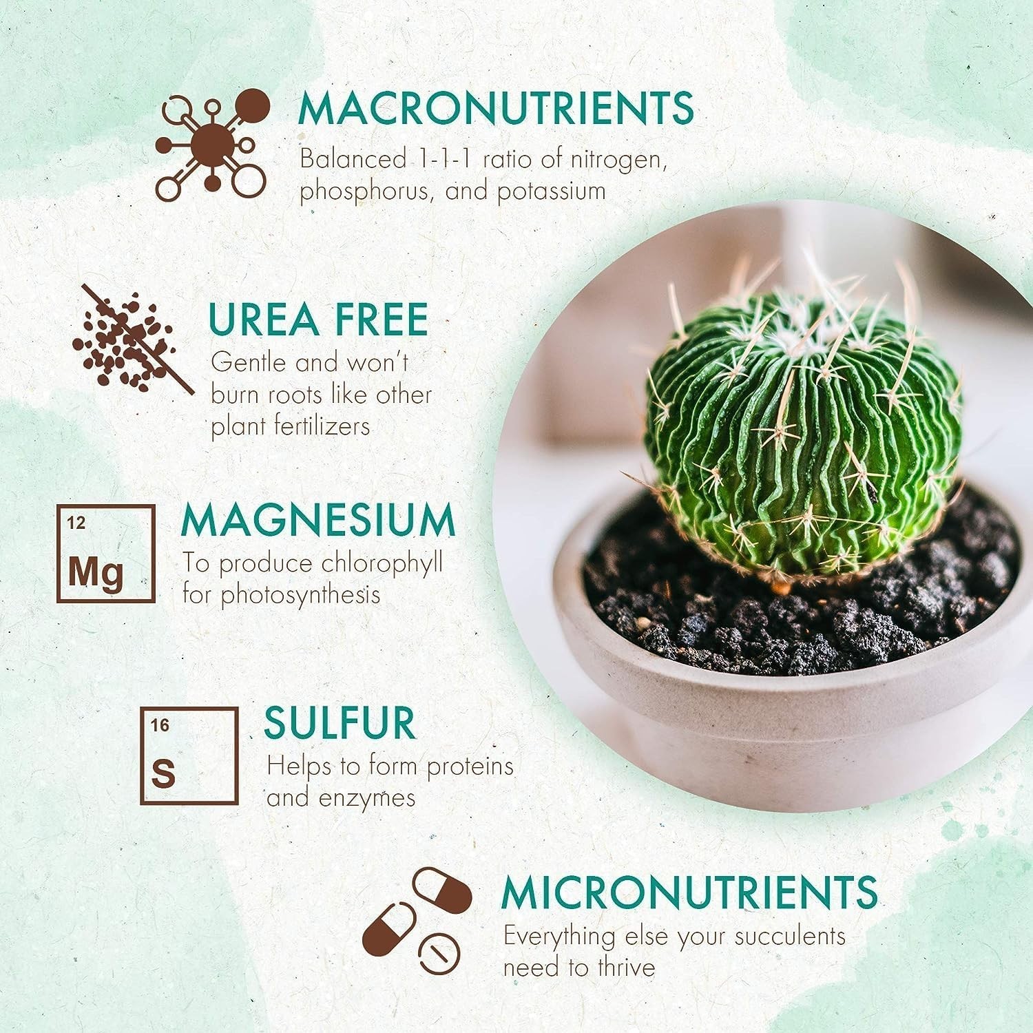 Succulents & Cactus Plant Food – 5oz Slow Release Fertilizer for Healthy Growth
