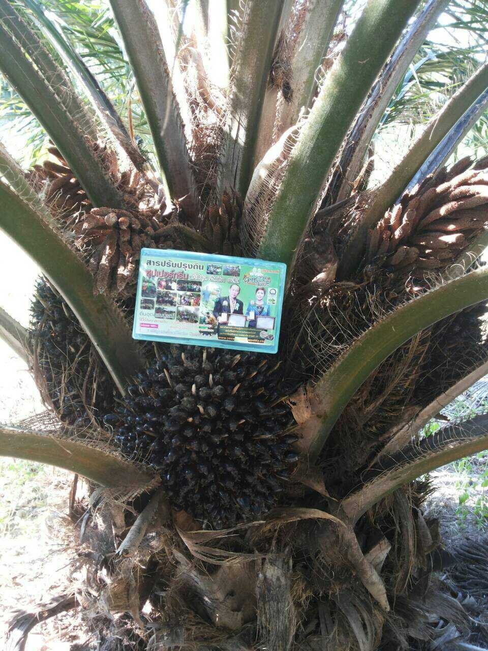 1 sachet 1 gram Fertilizer Powder for Soil Conditioning Khun-Khiao Brand