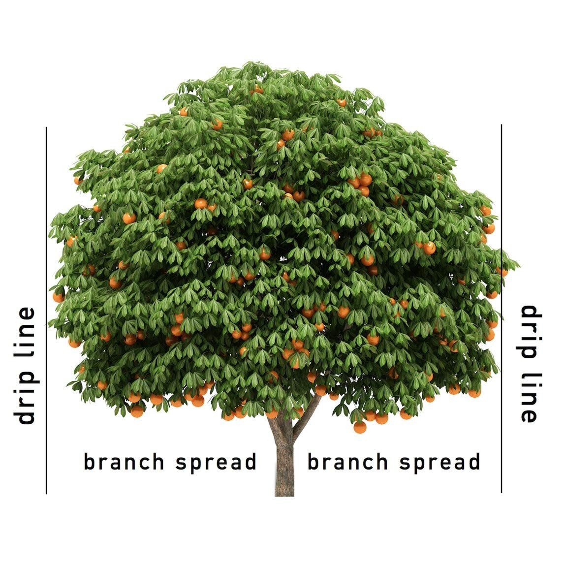 Jobe’s 01312 Season Long Fruit & Citrus Tree Food Fertilizer Spikes, 9 Pack