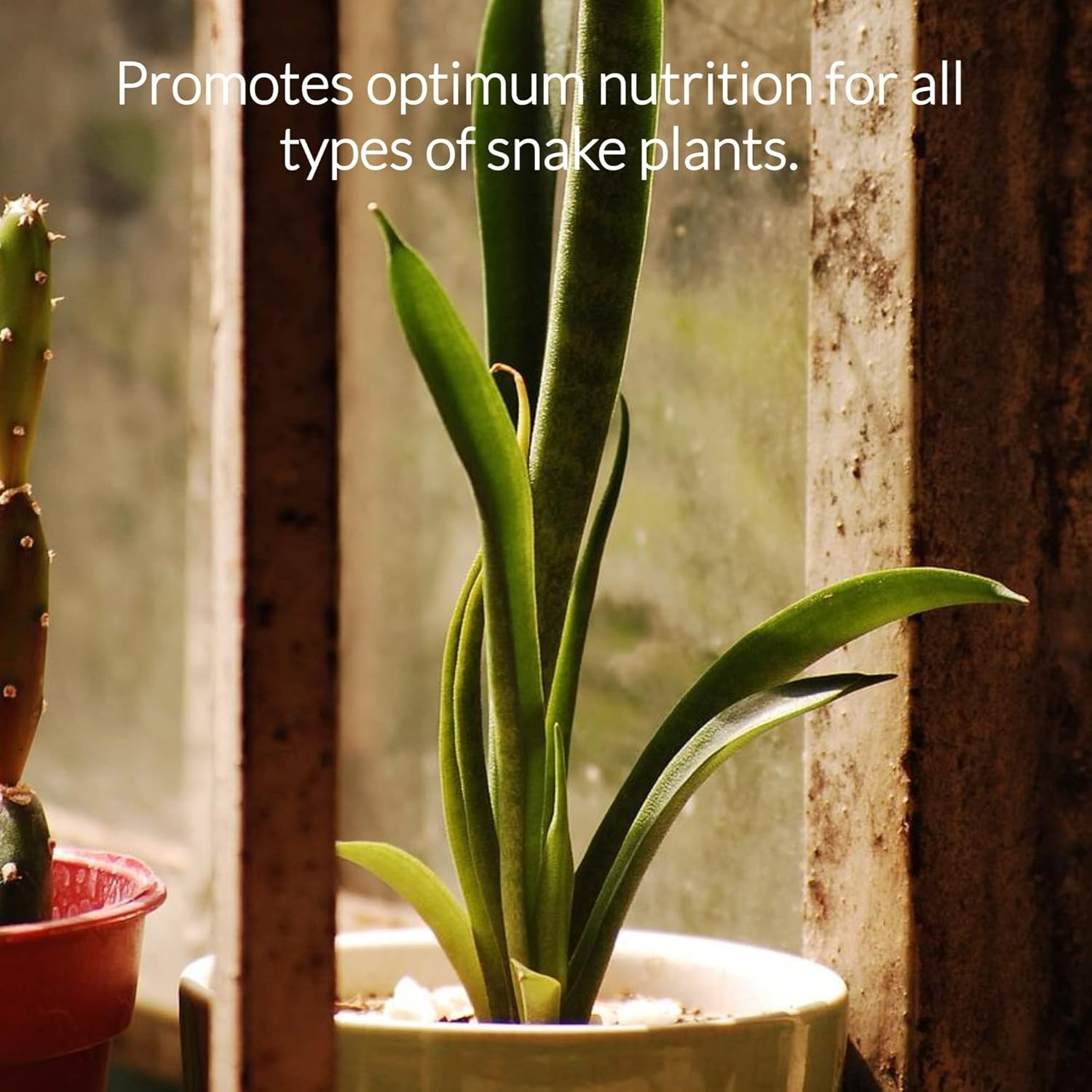 3-1-2 Liquid Fertilizer for Snake Plants – 8 oz for Flourishing Greenery