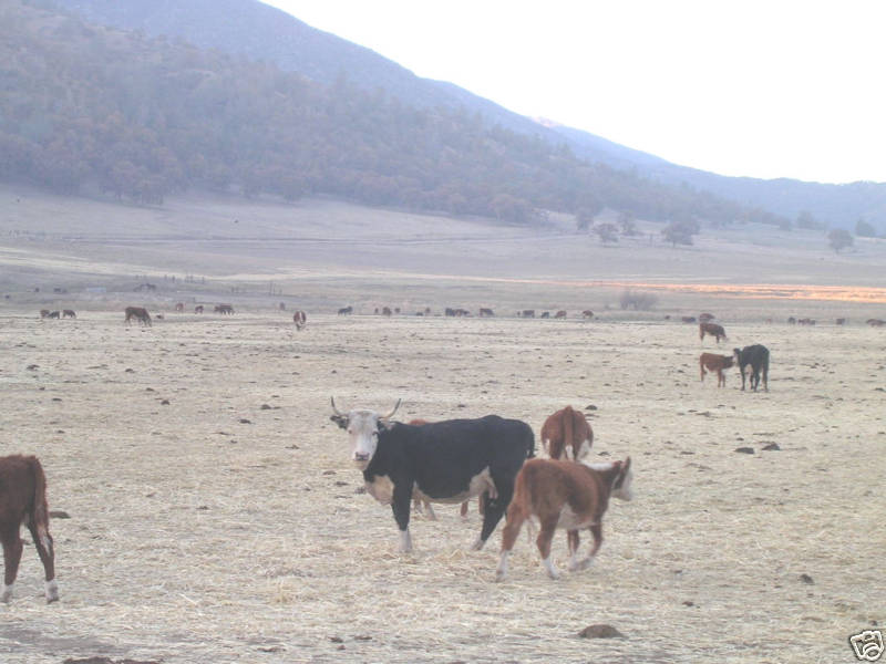 1 Real Happy California Cow Pie/Pattie/Poop/poo/Manure
