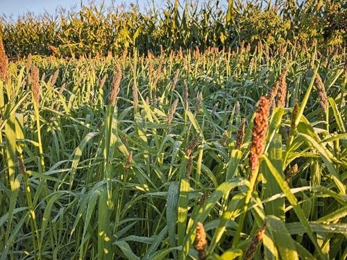 Outdoor Landing Strip Food Plot Seed Mix – 1/4 Acre Millet & Sorghum Blend for W