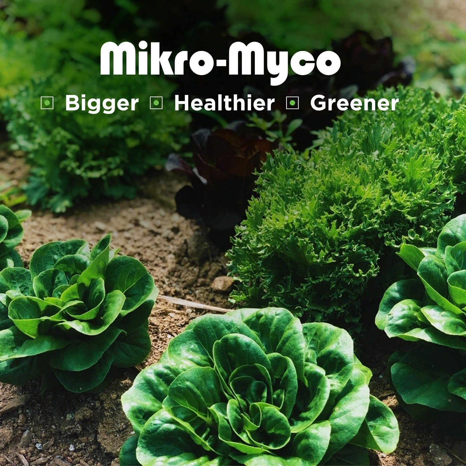 Highly Concentrated Mycorrhizal Fungi Powder – 11 Endo/Ecto Strains for Root Gro