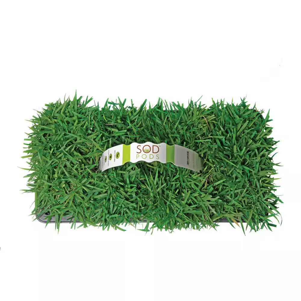 Zoysia Grass Sod Plugs (32-Count) Natural, Affordable Lawn Improvement