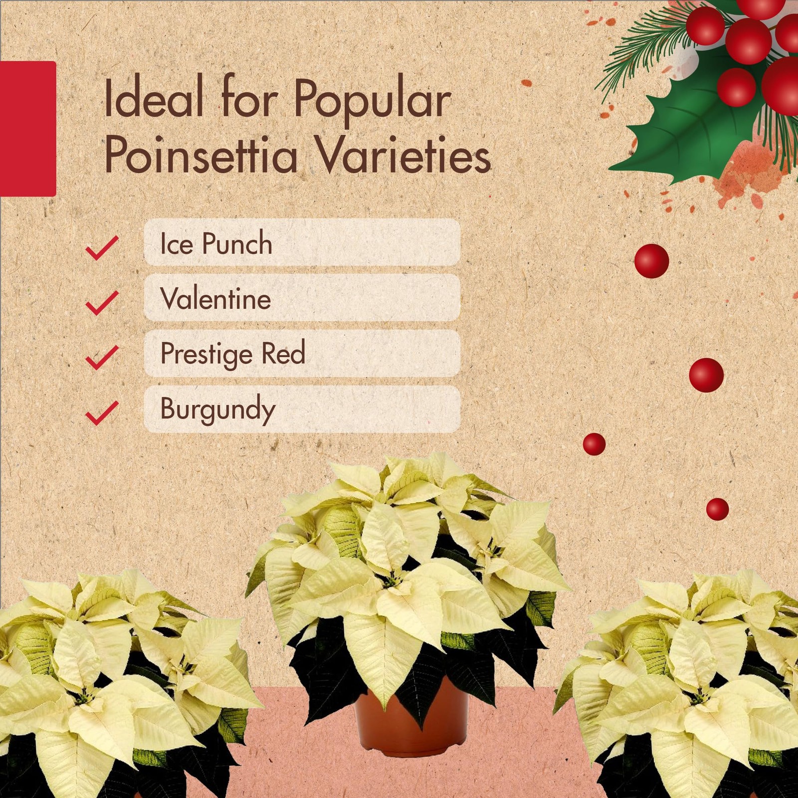 8oz Poinsettia Fertilizer – Easy to Use Poinsettia Plant Food – Keeps Your Chris