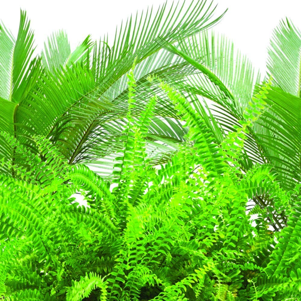 Jobe’S Fern & Palm Indoor Fertilizer Food Spikes – 2 Packs of 30-Pack 5101