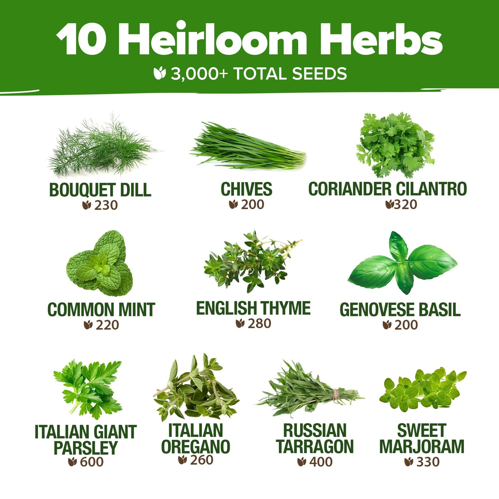 HOME GROWN 10 Herb Seeds for Planting 3,000+ Non-GMO Heirloom Seeds | Extra L…