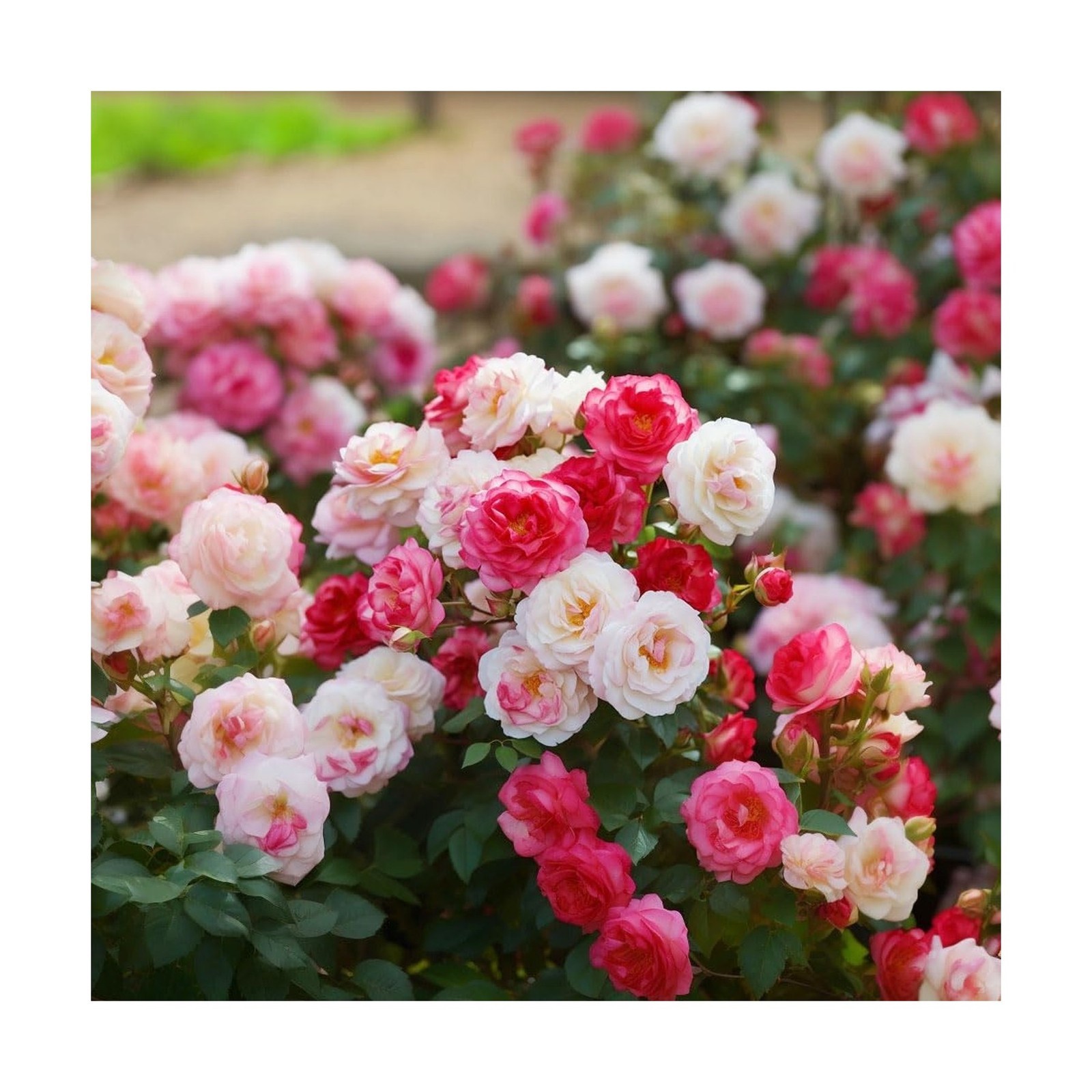 250+ Mix Climbing Roses Flowers Seeds -Rose Bushes Vine Climber Rose Seeds fo…
