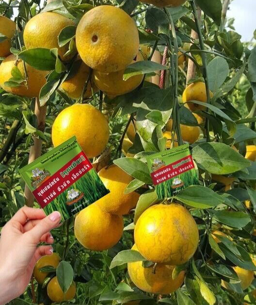 1 sachet 1 gram Fertilizer Powder for Soil Conditioning Khun-Khiao Brand