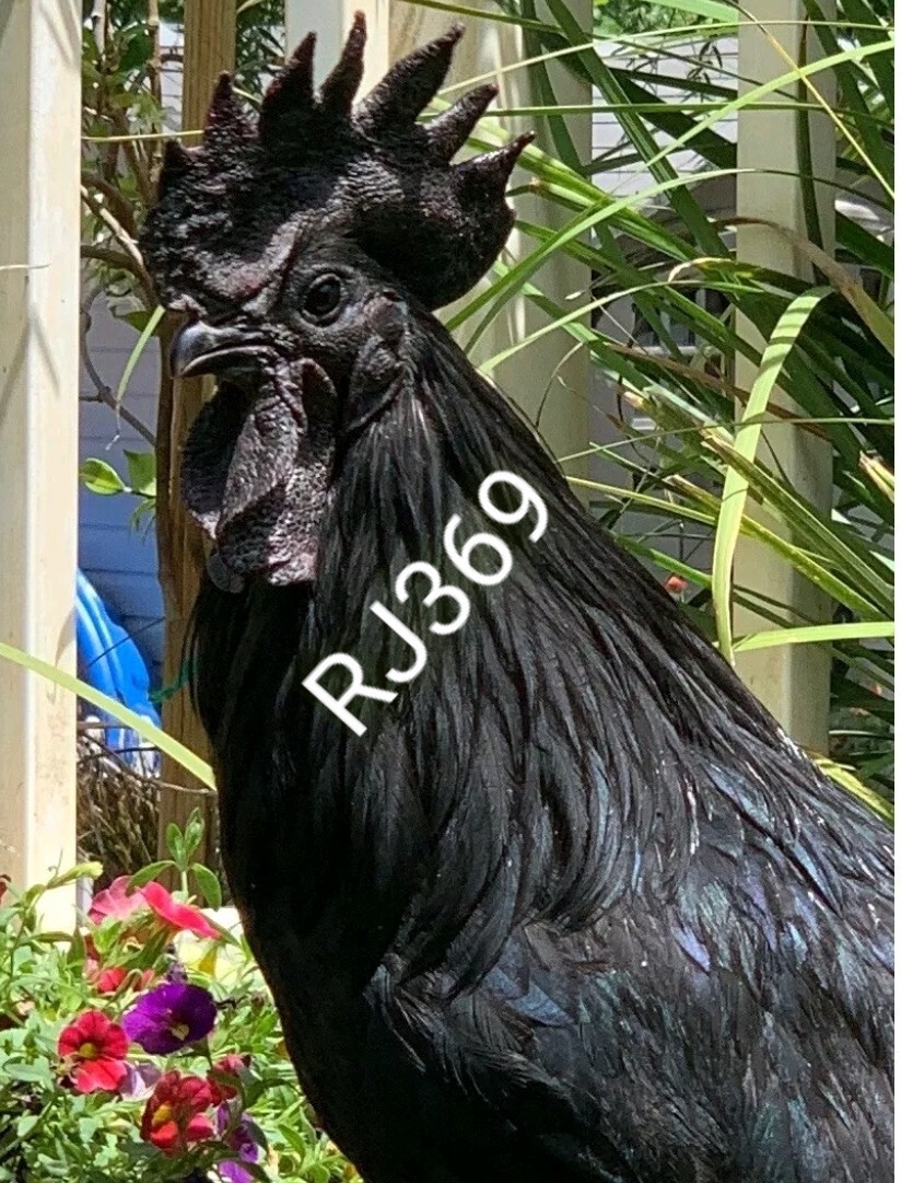 ☆Worlds Most Expensive Chicken’s Manure – Fertilizer/ Fresh Poop / Doo-Doo /Dung