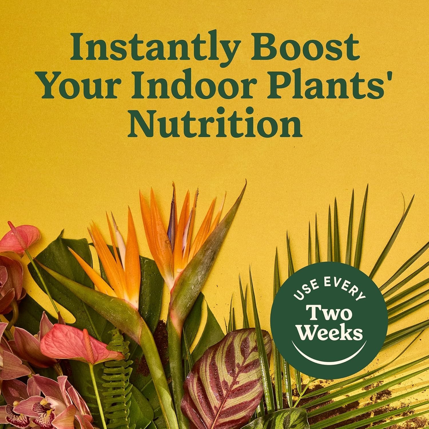 All-Purpose Plant Food – 2 Bottles of 8 fl. oz. Liquid for Healthy Houseplants