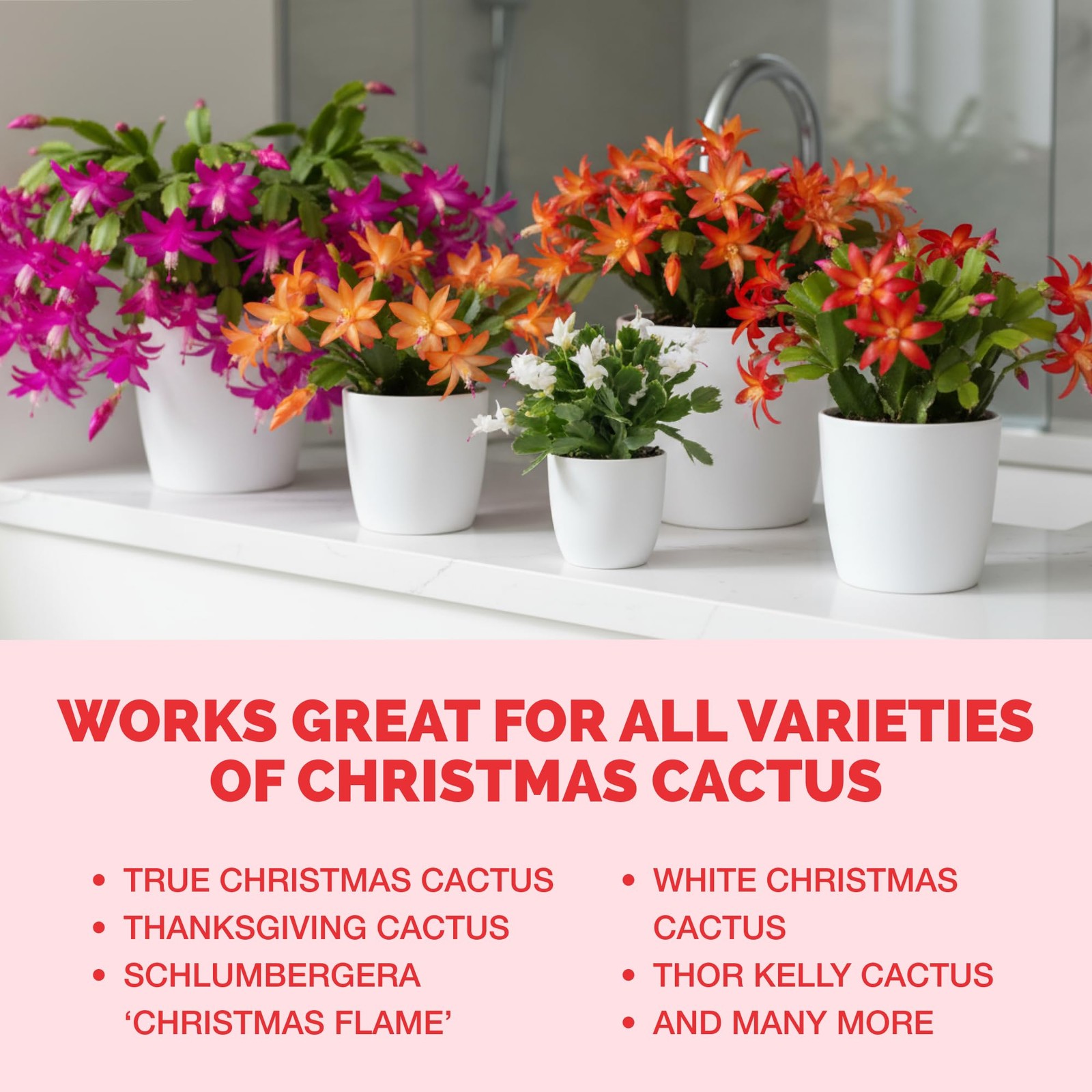 Christmas Cactus Fertilizer – Liquid Plant Food for More 8 oz (1/2 Pint)
