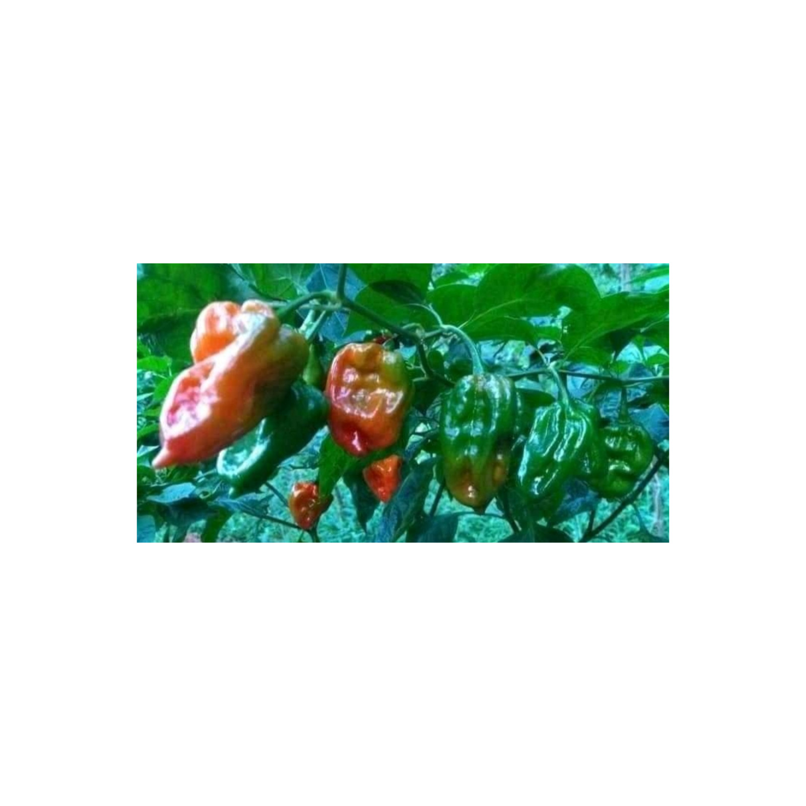 Black gold Indoor/Outdoor natural plant Organic Worms Castings fertilizer 500g