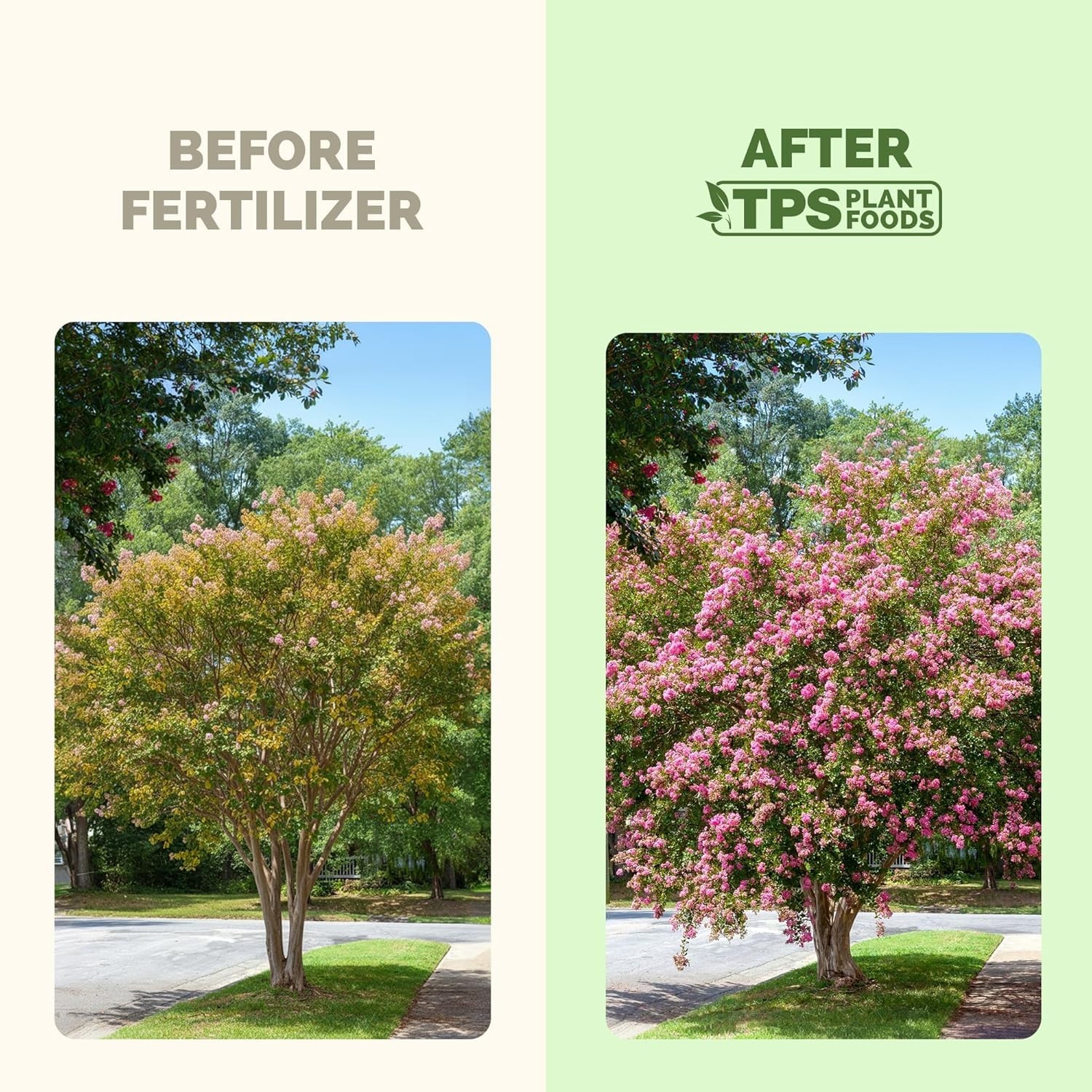 Crepe Myrtle Fertilizer – Liquid Plant Food More Blooms Vibrant Color Healthy