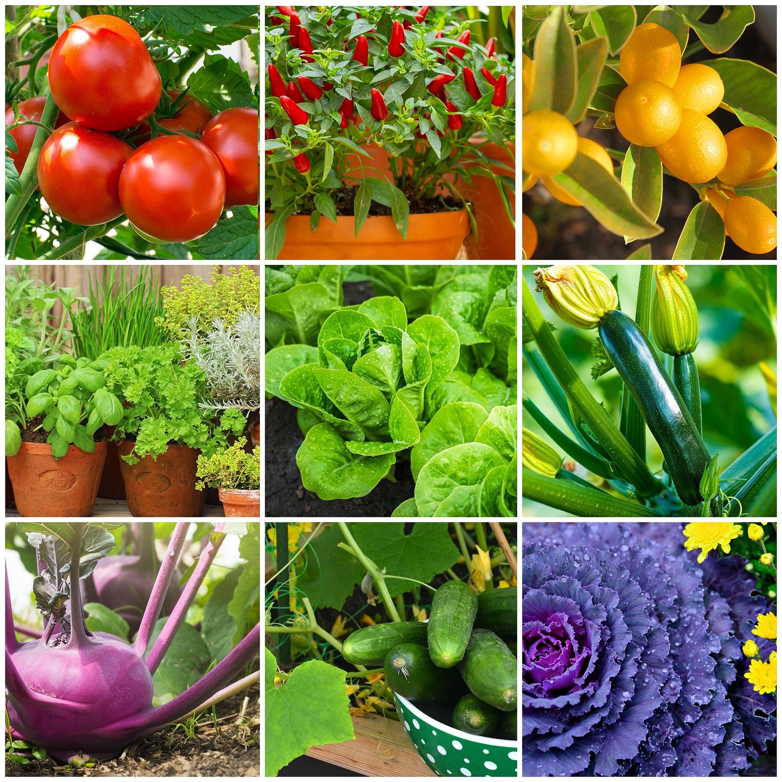 Tomato & Vegetable Plant Food Mini Spikes – NPK 6-4-6 for Abundant Yields