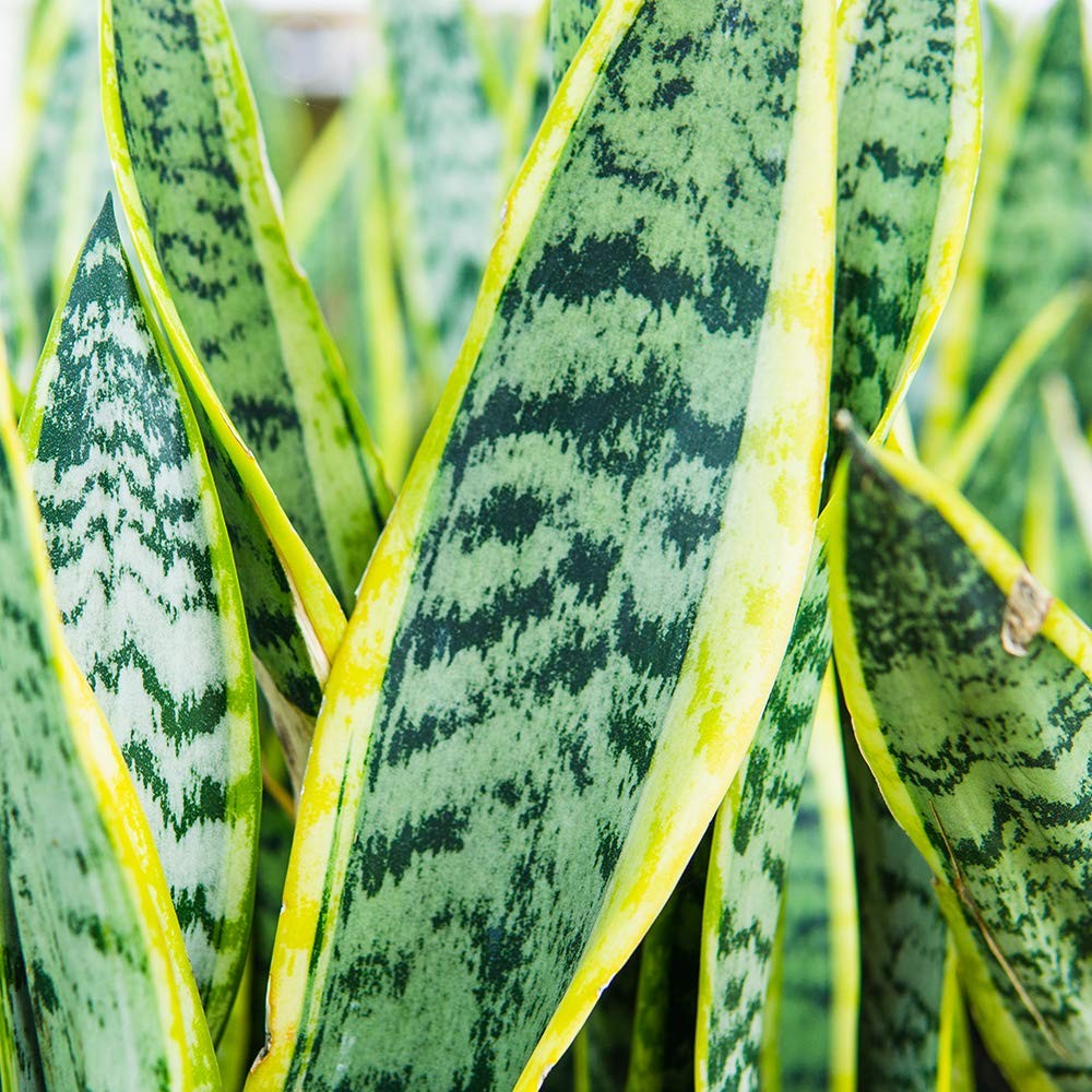 Liquid Snake Plant Fertilizer 8oz. of Premium Concentrated Sansevieria Food Use