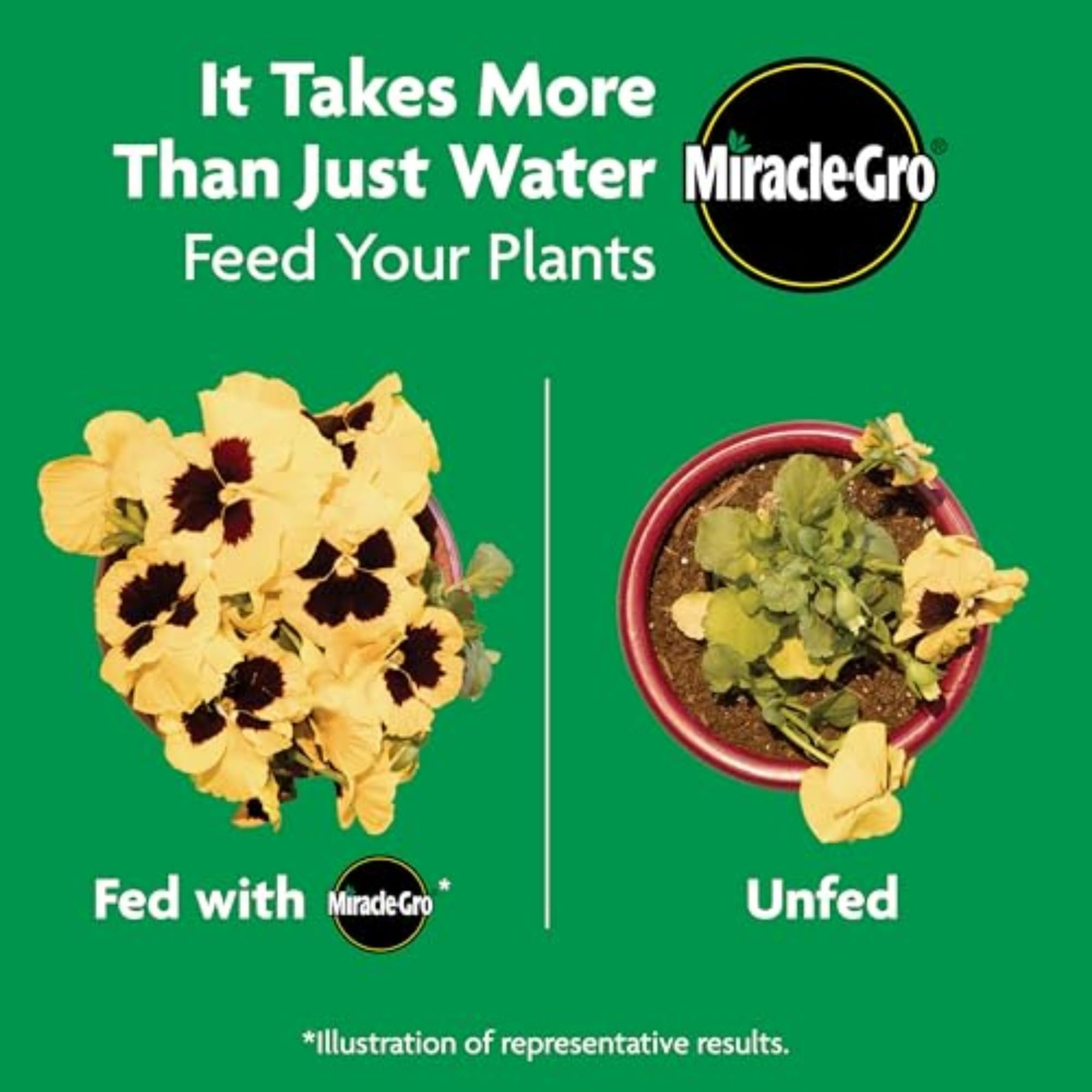 Miracle-Gro Shake ‘n Feed Rose & Bloom Plant Food – Long-Lasting Granular