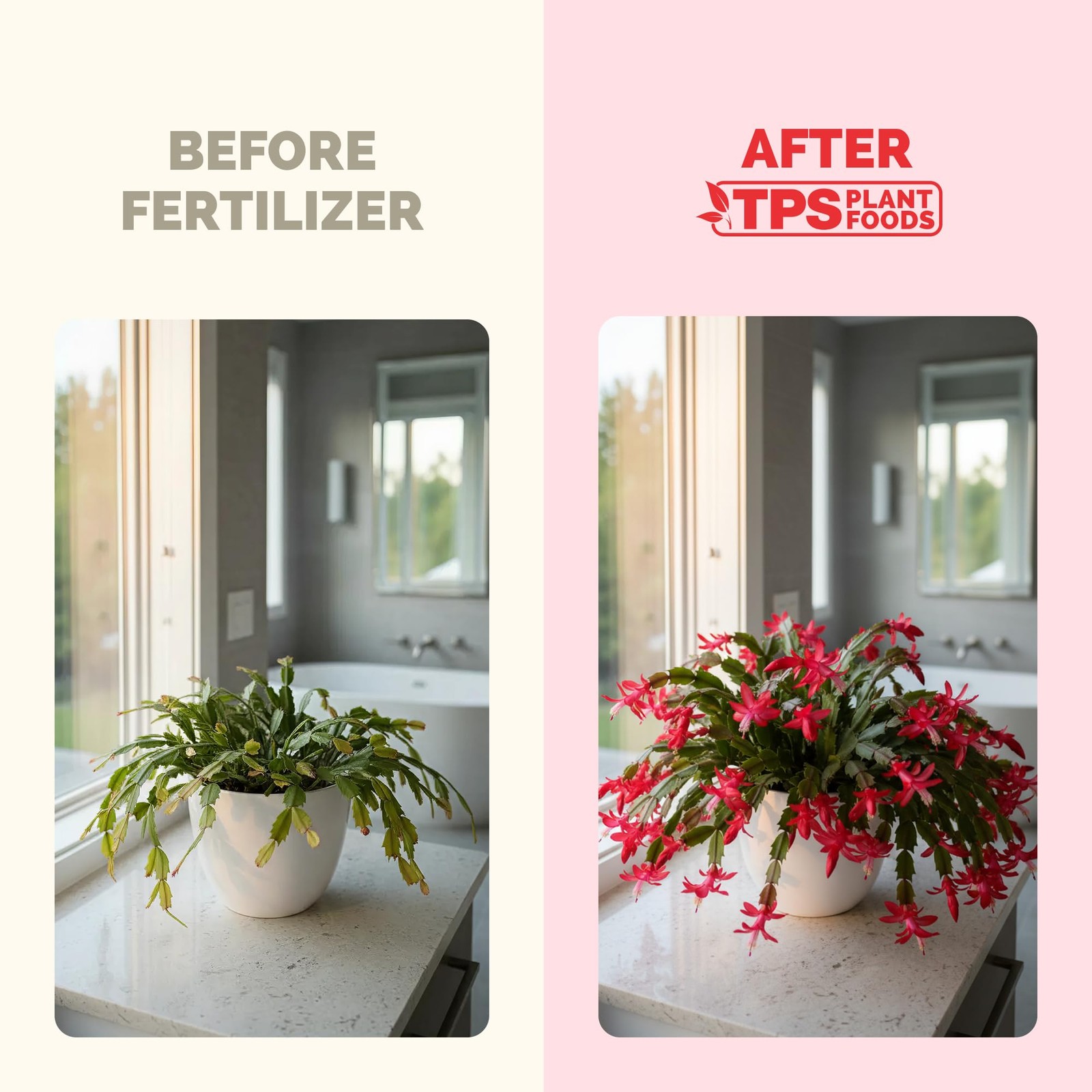 Christmas Cactus Fertilizer – Liquid Plant Food for More 8 oz (1/2 Pint)