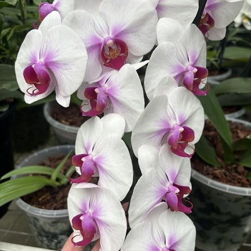 Cross Exotics Orchid Fuel 8 oz Liquid Fertilizer 13-15-19 for RO/Rain/Tap Water