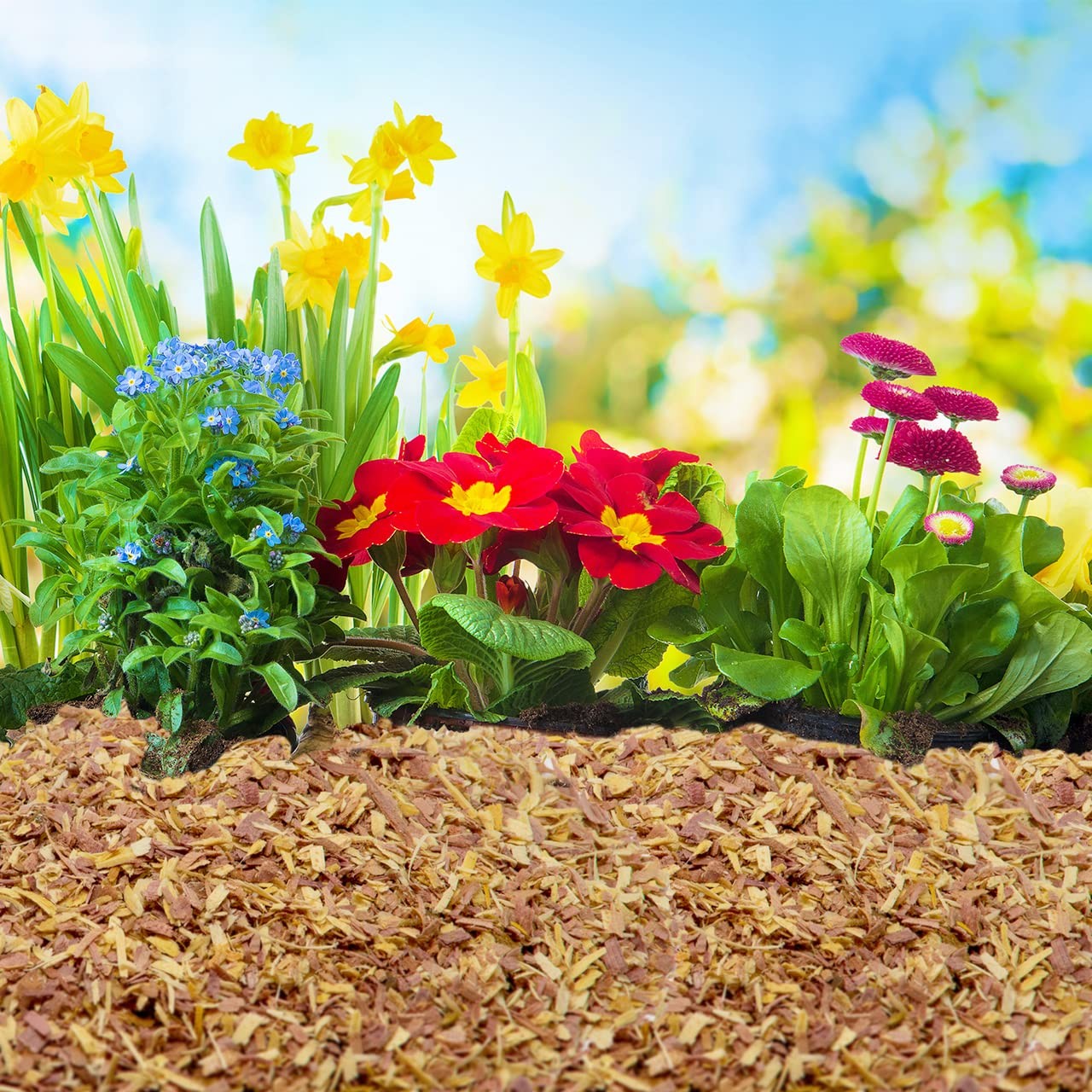 100% Natural Cedar Chips | Mulch | Great for Outdoors 4 Quarts,